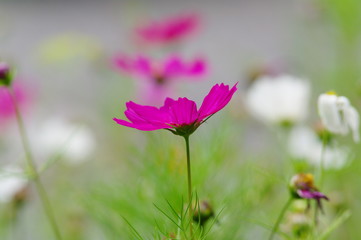 Fototapeta premium Pinkfarbene Gartenblume