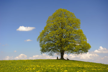 Linde als Einzelbaum im Frühling