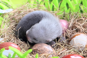 Ferret baby in the nest of hay