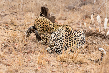 Big strong male leopard walking eat on animal carcass on grass