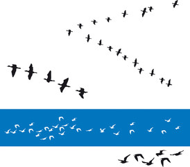 Naklejka premium Oiseaux - Migrateurs