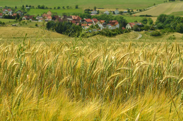 Getreidefeld