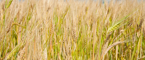 Ripe wheat
