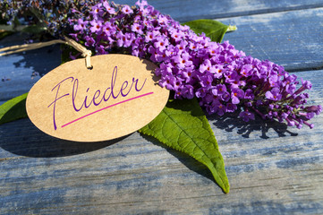 Flieder auf Holz