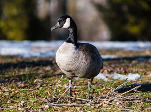 Single Canada goose standing on frozen ground and twigs.