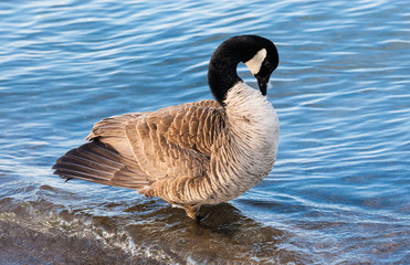 Fototapeta premium Canada goose preening in shallow water.