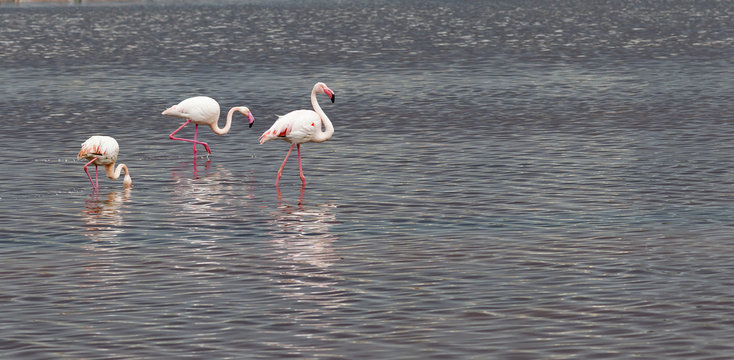 Cagliari,Sardinia, Italy, Wading Pink Flamingos.