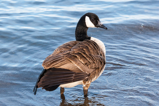 Canada goose standing in shallow water.