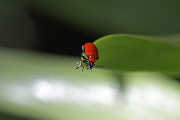 Lilienhähnchen