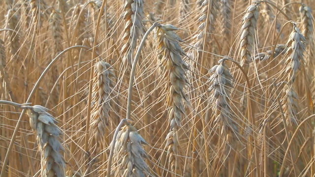 fond de bl&eacute; en mouvement &eacute;pis kazy