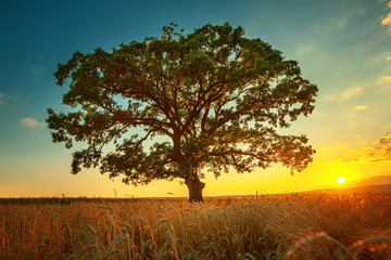 Fototapeta premium Big green tree in a field, summer shot
