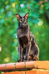 Black oriental cat outdoors