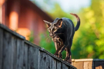 Fototapete Panther Black oriental cat walking on the fence