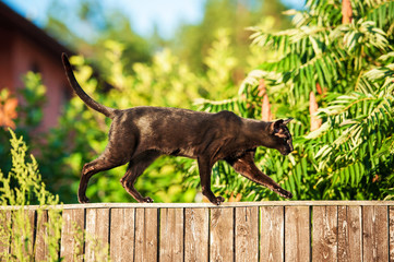 Black oriental cat walking on the fence