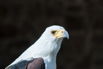 Pygargue Vocifère de la famille des accipitridae