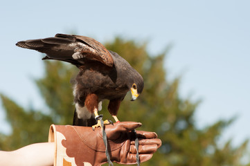 Rapace sur la main du soigneur