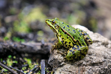 Frog sitting on a stone