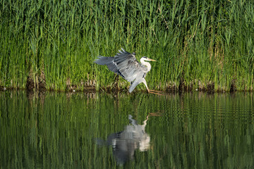 Héron cendré à l'atterrissage dans une roselière