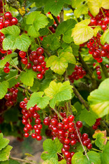 Redcurrant