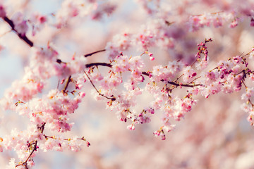 Sakura flowers.