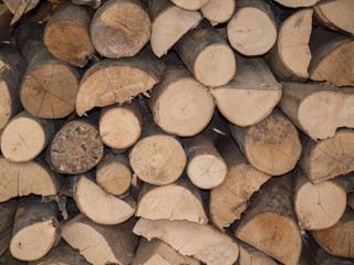 wood log in the yard view 3