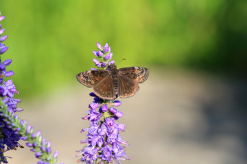 Wild Indigo Duskywing Butterfly