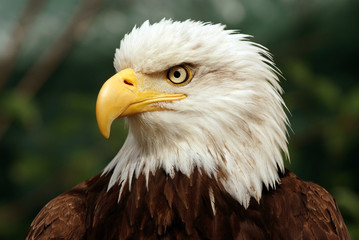 Obraz premium Portrait of a bald eagle(lat. haliaeetus leucocephalus)