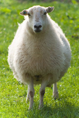 Healthy sheep and livestock, Idyllic Rural, UK