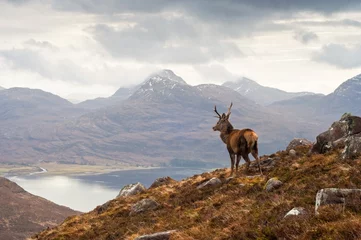 Deurstickers Wild hert, Schotse hooglanden © travelwitness