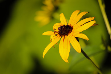 Yellow Flower