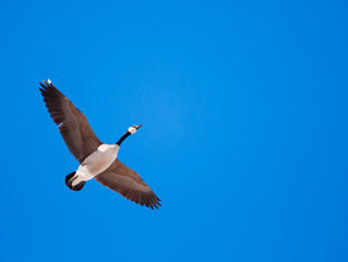 Fototapeta na wymiar Single Canada goose flying overhead.