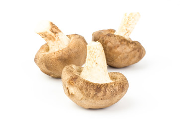 Fresh shitake mushroom