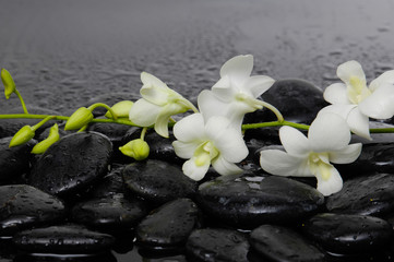 Obraz na płótnie Canvas Branch green orchid with zen stones