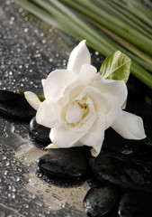 gardenia flower and green plant on pebbles