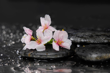Flowering of the sakura flower with zen stones