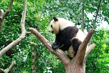Obraz premium giant panda at forest
