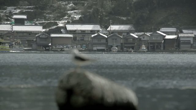 ブイに止まるカモメ3