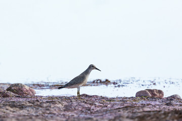 Red knot