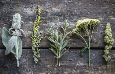 herbarium on vintage background © kulikovan