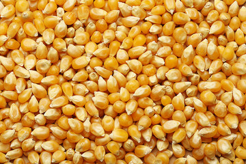 Corn kernels arranged as the background