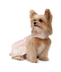 Dog with Exciting Eyes