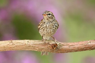 Juvenile Chipping Sparrow (Spizella passerina)