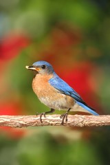 Eastern Bluebird