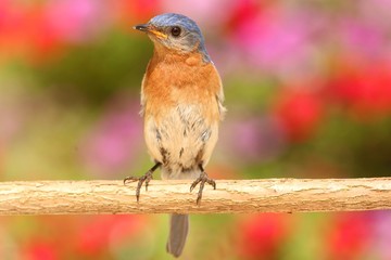 Eastern Bluebird