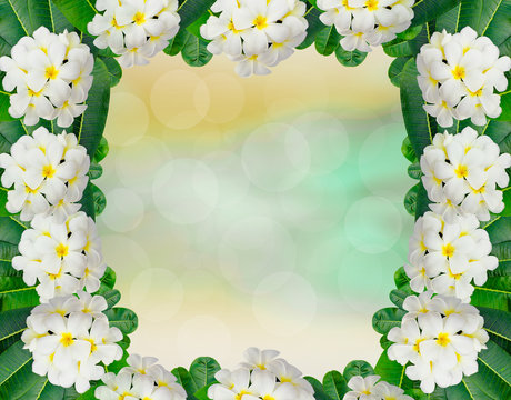 Plumeria Frame