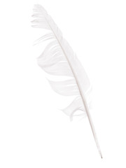 Bedraggled white feather studio isolated over white - cowardice