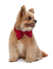 Dog with Red Bow Tie