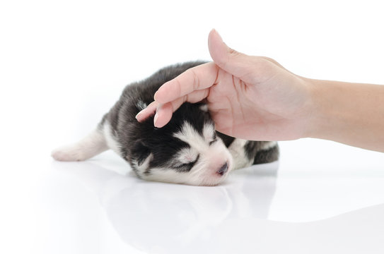 Cute puppy with caressing hand on white