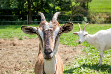 head of goats