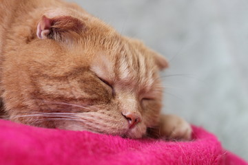 寝ている猫の顔